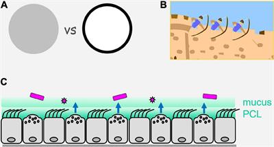 Airway Epithelial Innate Immunity